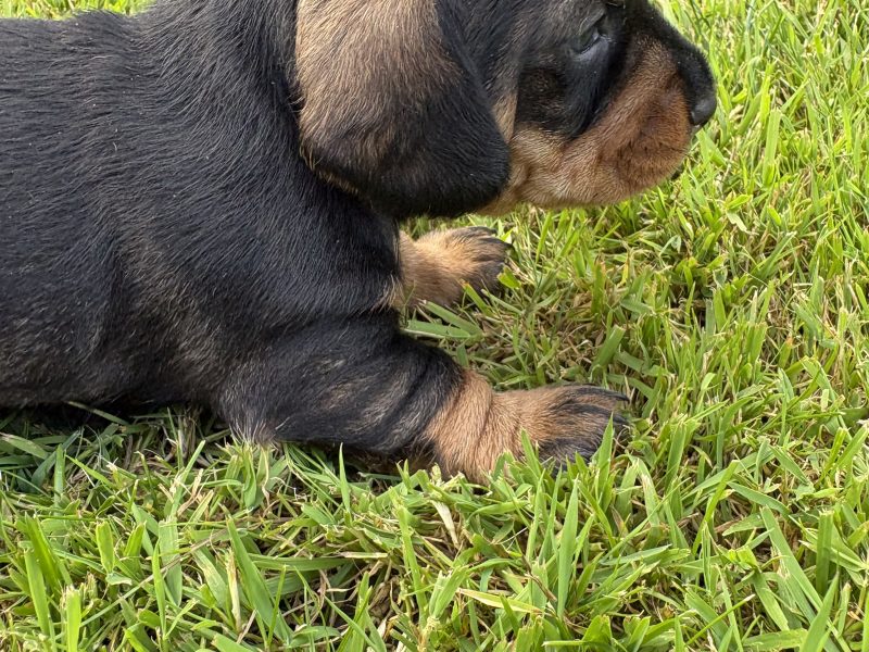 KC Registered Teckel Dachshund puppies