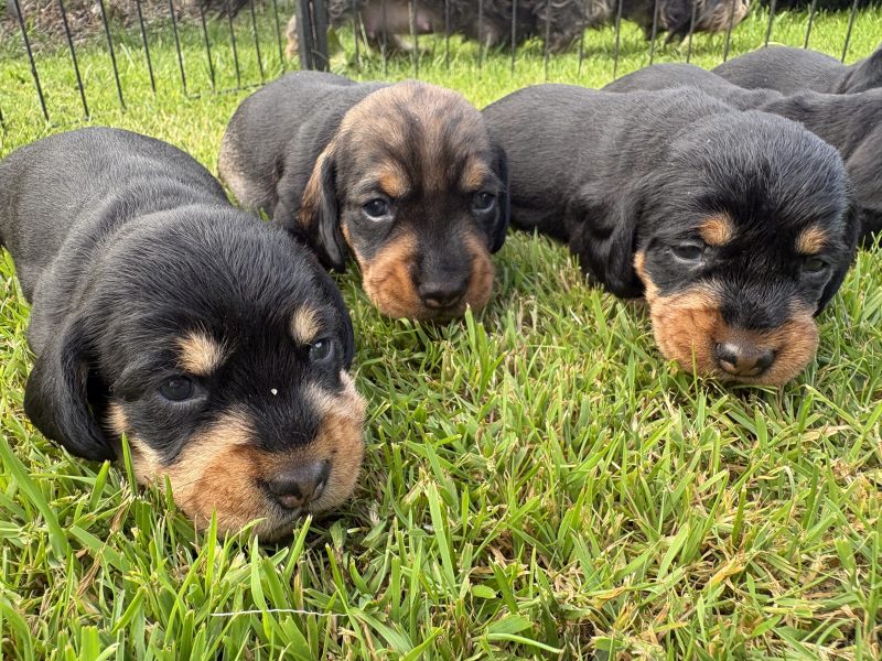 KC Registered Teckel Dachshund puppies