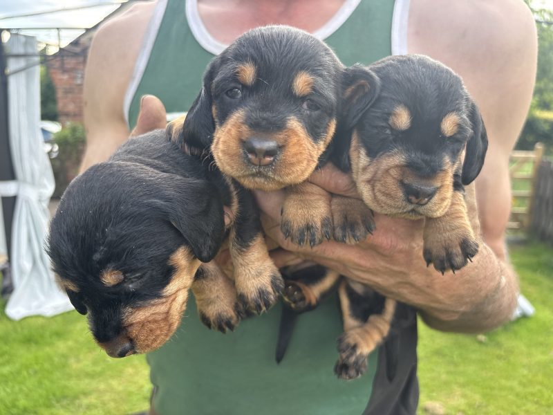KC Registered Teckel Dachshund puppies