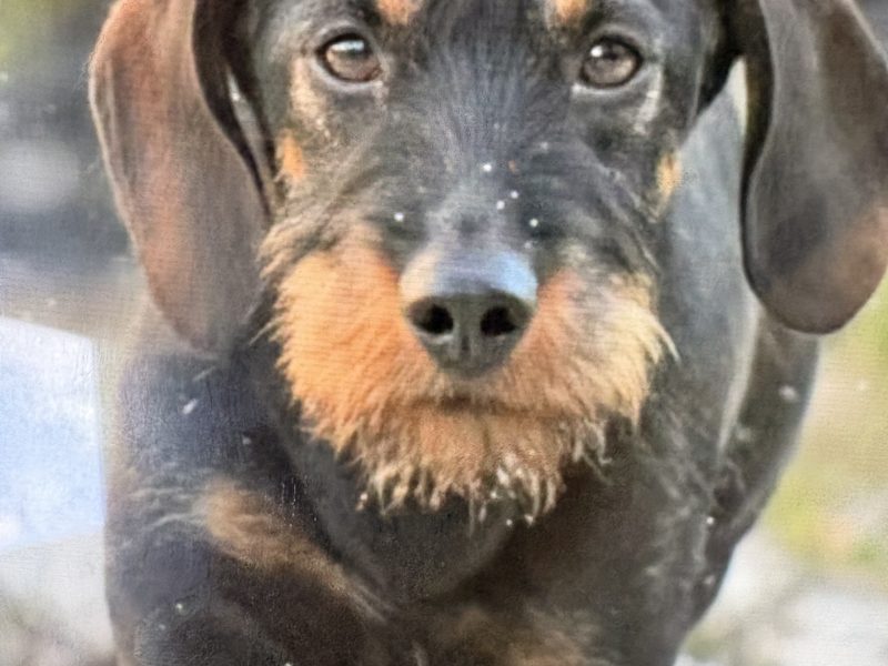 KC Registered Teckel Dachshund puppies