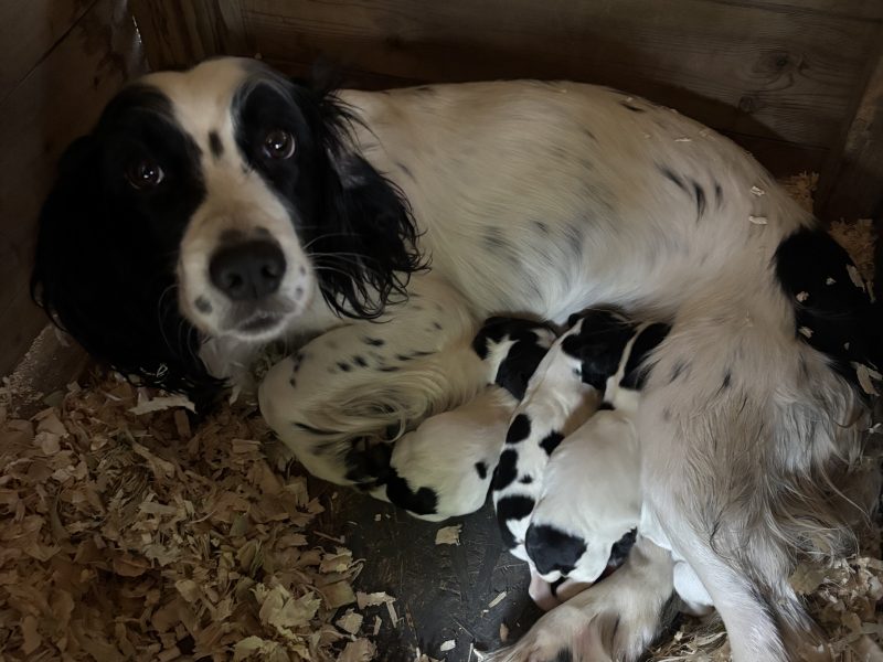 Sprocker x Spaniel Puppies