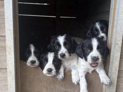 Sprocker x Spaniel Puppies