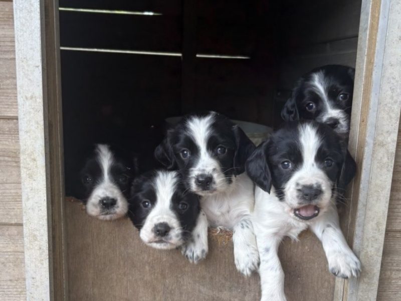 Sprocker x Spaniel Puppies