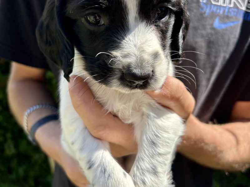 Sprocker x Spaniel Puppies