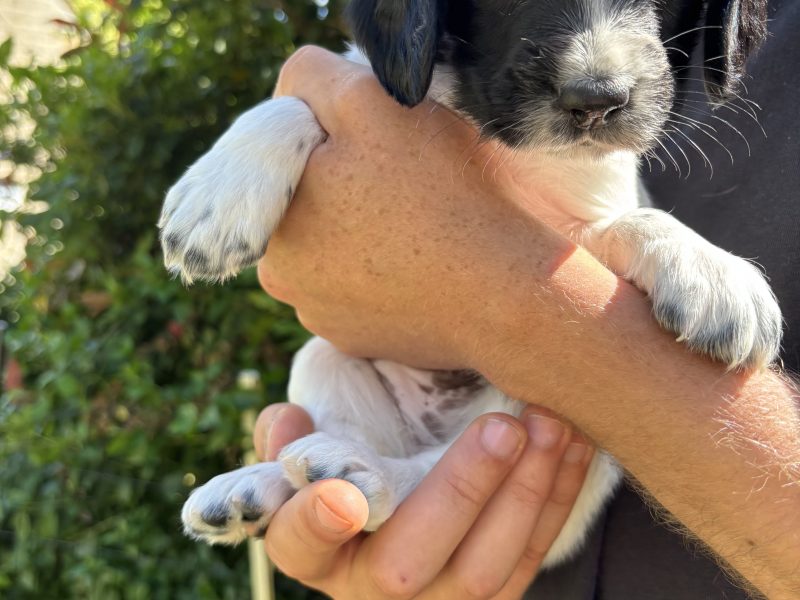 Sprocker x Spaniel Puppies