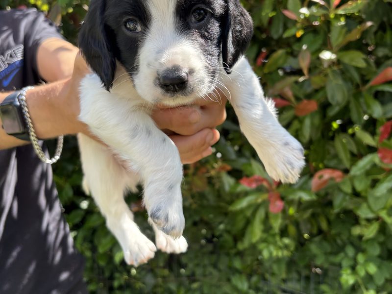 Sprocker x Spaniel Puppies