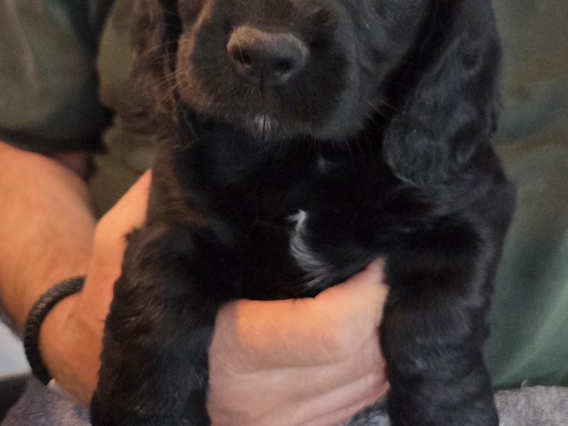 Working Cocker Spaniel Pups ONE BOY LEFT