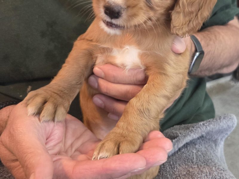 Working Cocker Spaniel Pups ONE BOY LEFT