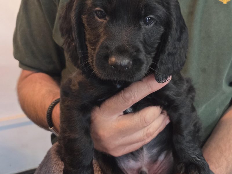 Working Cocker Spaniel Pups ONE BOY LEFT