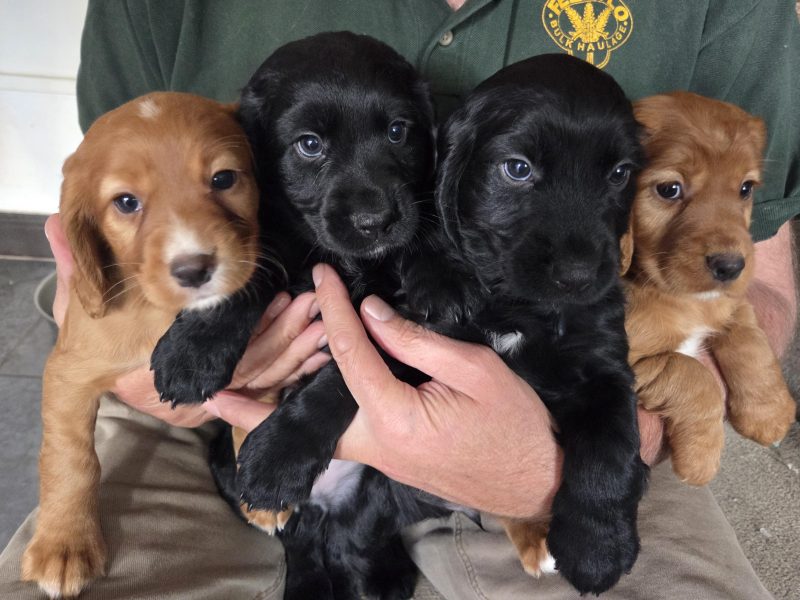 Working Cocker Spaniel Pups ONE BOY LEFT