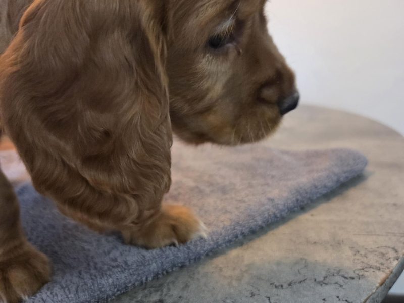 Working Cocker Spaniel Pups ONE BOY LEFT