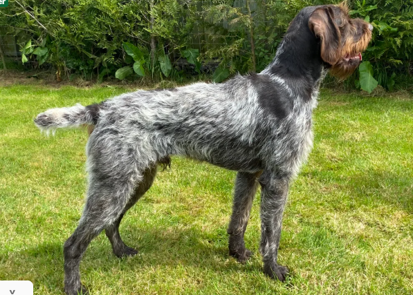 WOrking KC Registered German Wirehaired Pointer pups