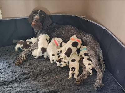 WOrking KC Registered German Wirehaired Pointer pups