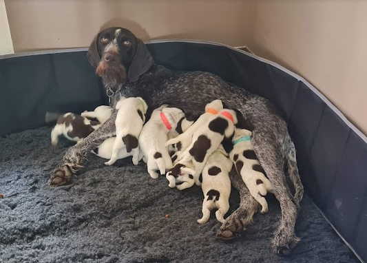 WOrking KC Registered German Wirehaired Pointer pups