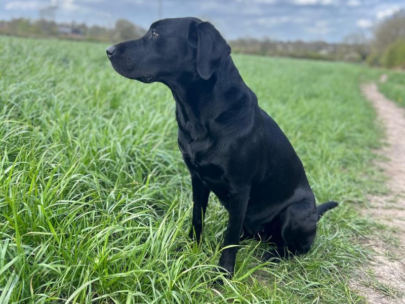 FTCh sired black Labrador puppies