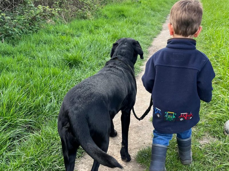 FTCh sired black Labrador puppies
