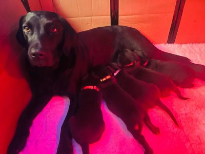 FTCh sired black Labrador puppies