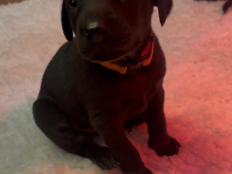 FTCh sired black Labrador puppies
