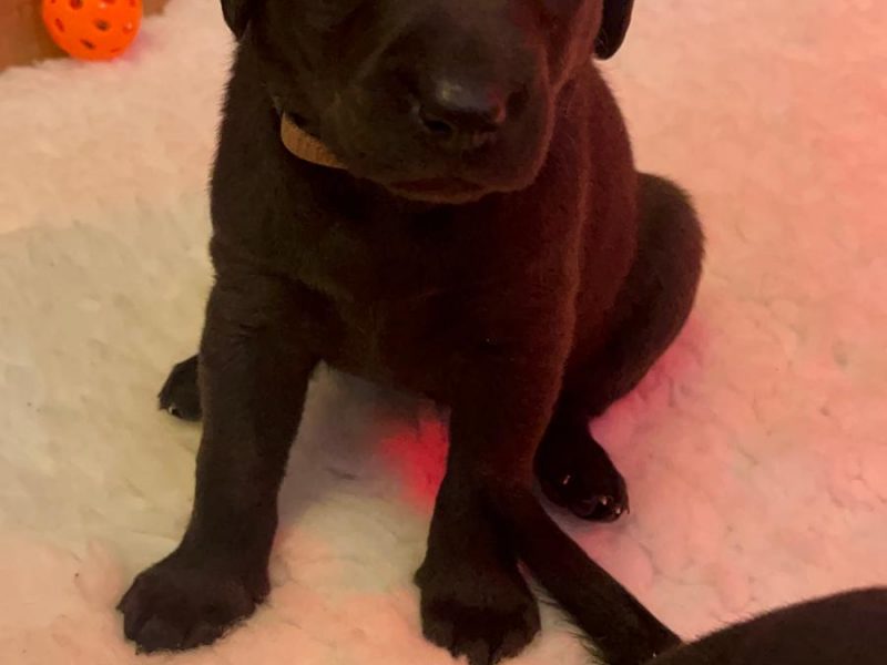 FTCh sired black Labrador puppies