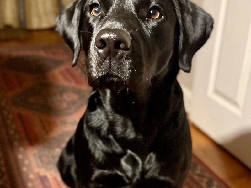 FTCh sired black Labrador puppies