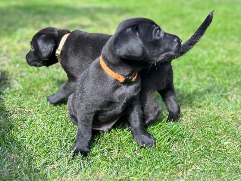 FTCh sired black Labrador puppies