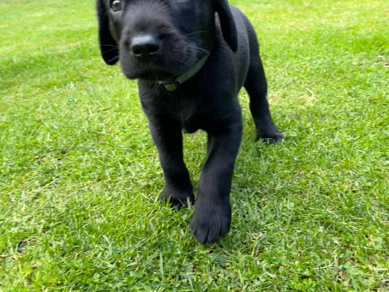 FTCh sired black Labrador puppies