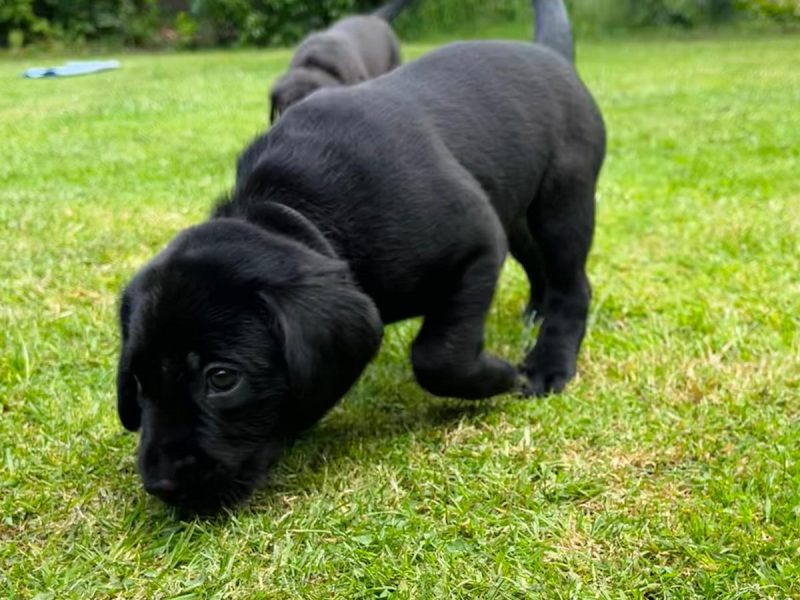 FTCh sired black Labrador puppies