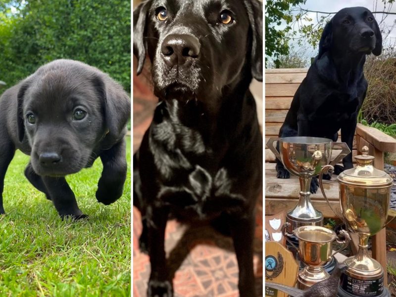 FTCh sired black Labrador puppies