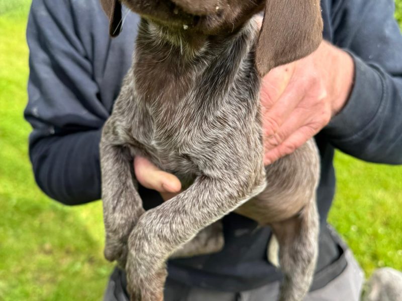 Pedigree Short Haired German Pointers