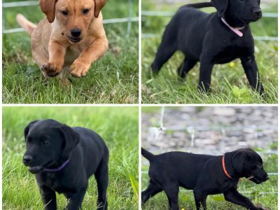KC reg working FT lines Labrador puppies fox red and black