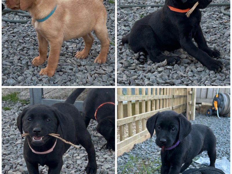 KC reg Labrador puppies fox red and black