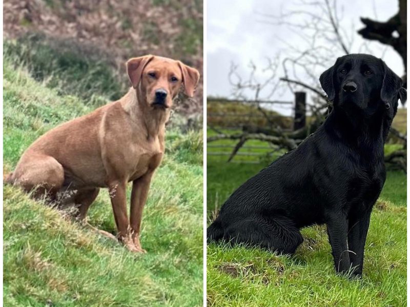 KC reg Labrador puppies fox red and black