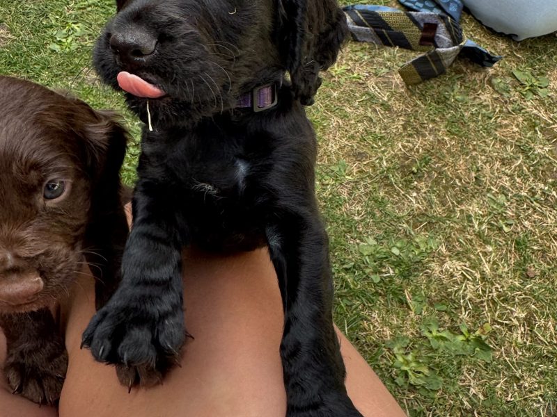 Outstanding Working Cocker Spaniel Puppies – Confident, Clever & Full of Character