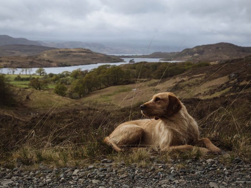 Stunning wire-hair vizsla x labrador puppy for sale
