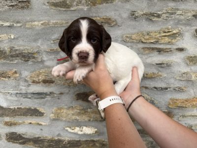 English Springer Spaniel puppies