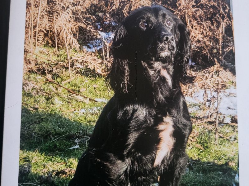 FTCH Sired Working cocker spaniels pups