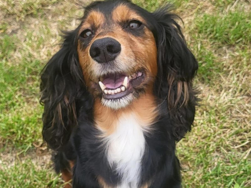 FTCH Sired Working cocker spaniels pups