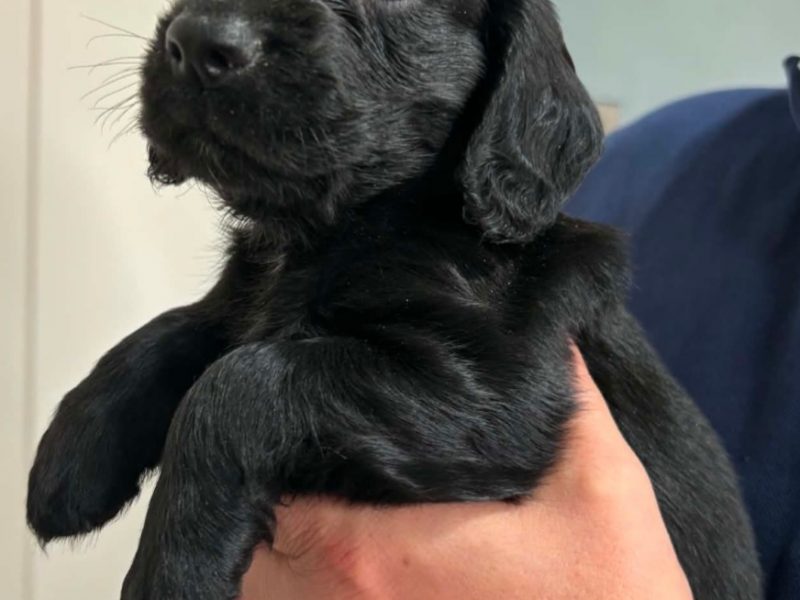 FTCH Sired Working cocker spaniels pups