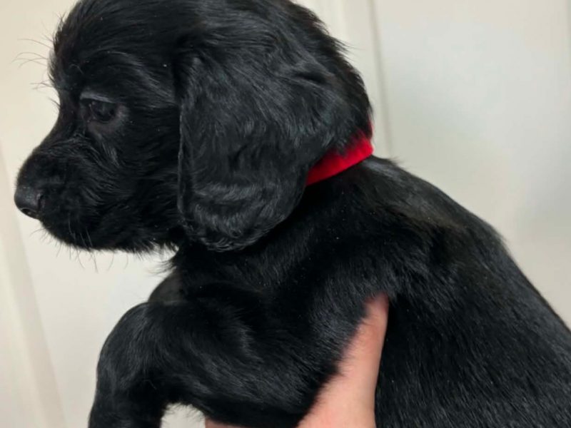 FTCH Sired Working cocker spaniels pups