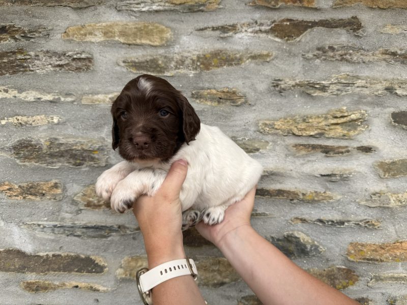 English Springer Spaniel puppies
