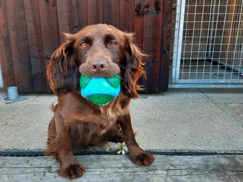 working cocker spaniel puppies