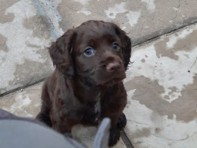 working cocker spaniel puppies