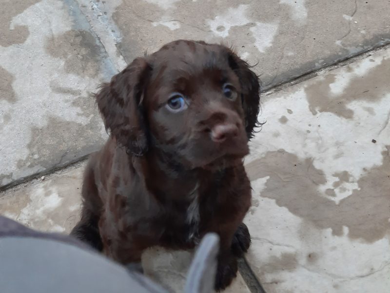working cocker spaniel puppies