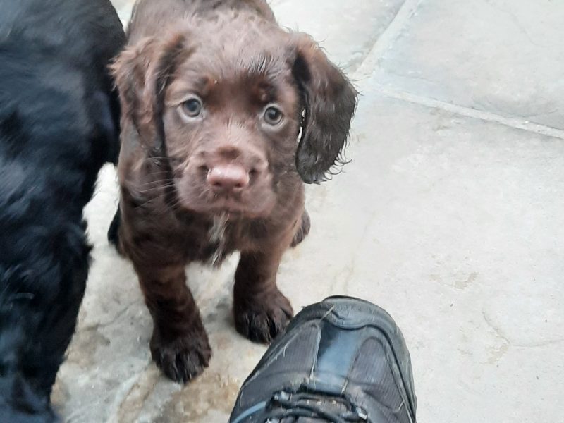 working cocker spaniel puppies