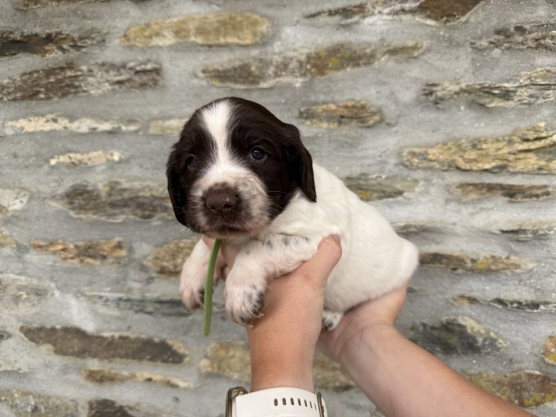 English Springer Spaniel puppies