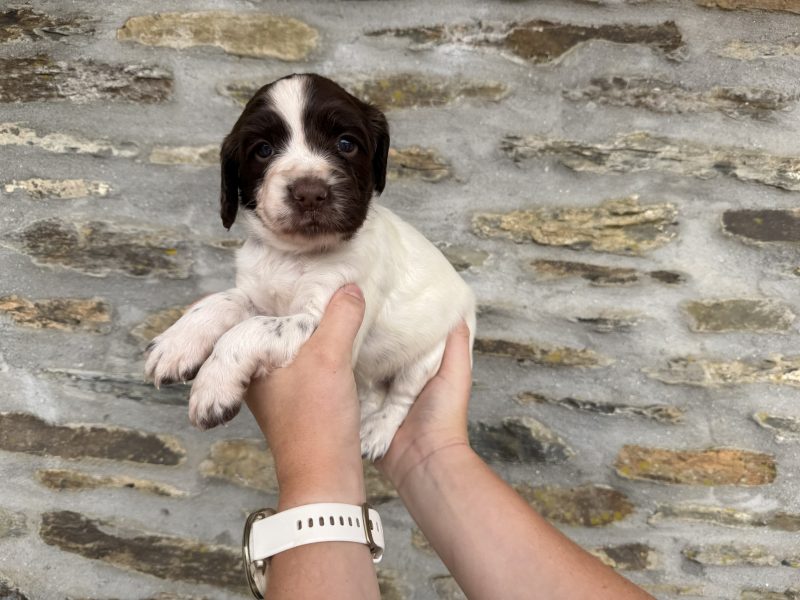 English Springer Spaniel puppies