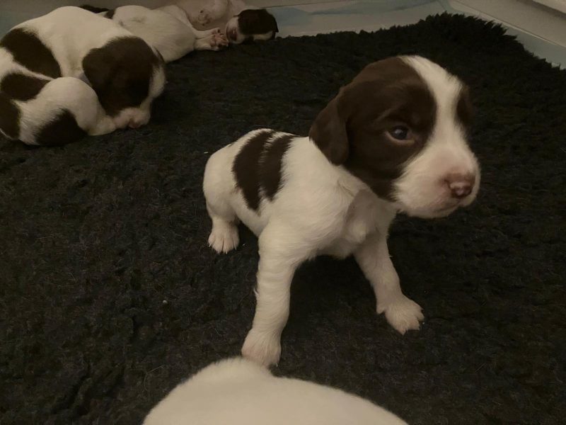 Exceptional English springer spaniel puppies