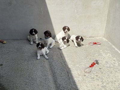 English Springer Spaniel puppies