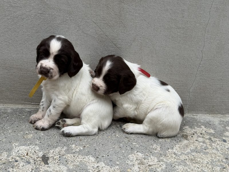 English Springer Spaniel puppies