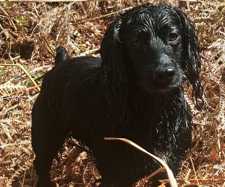 working cocker spaniel puppies